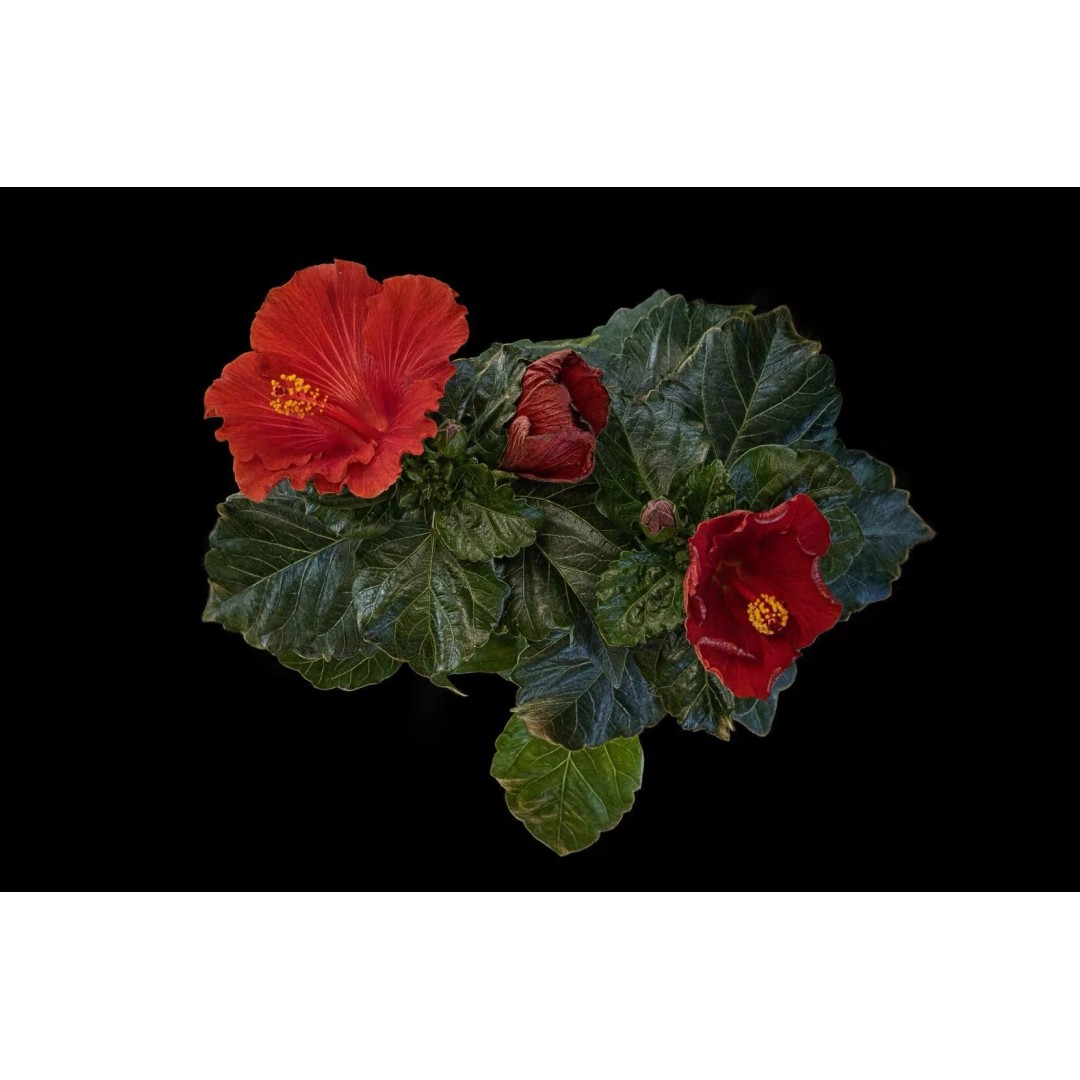 Red Hibiscus 3D Model – Volumetric Botanical Asset, PBR Formats - View 9