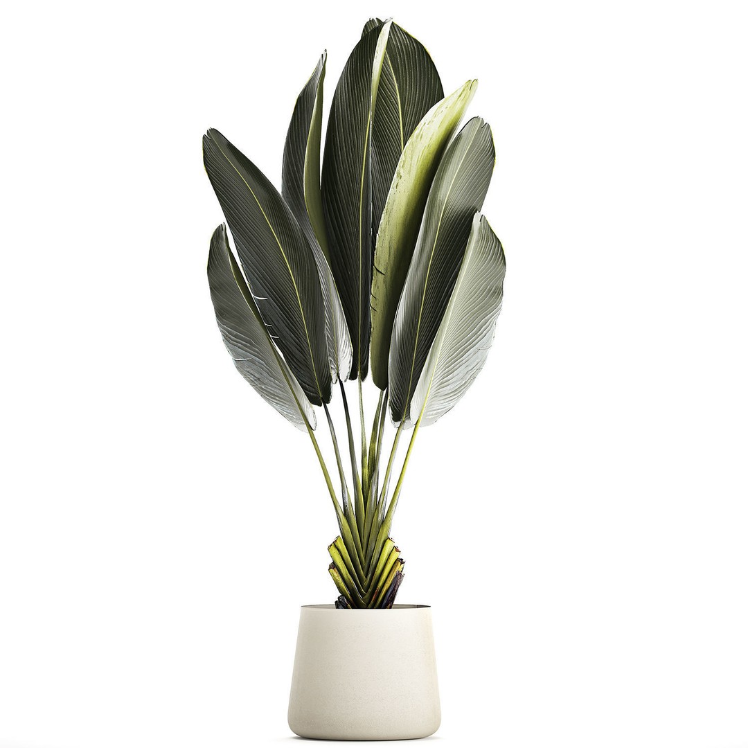Strelitzia Ravenala Bush 3D Model – Stylish Pot Plant for Decor - View 10
