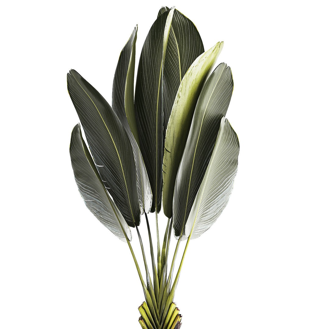Strelitzia Ravenala Bush 3D Model – Stylish Pot Plant for Decor - View 11