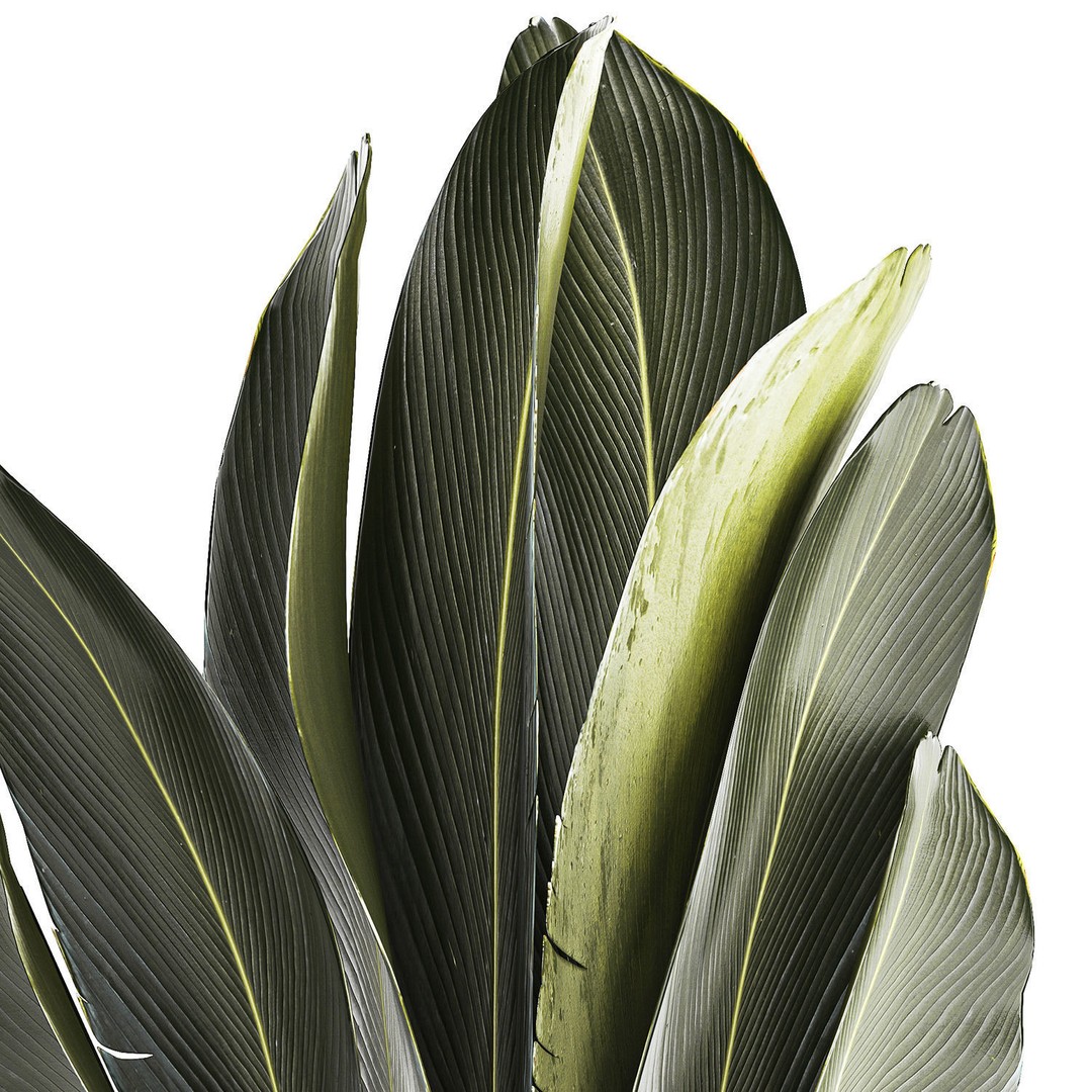 Strelitzia Ravenala Bush 3D Model – Stylish Pot Plant for Decor - View 12