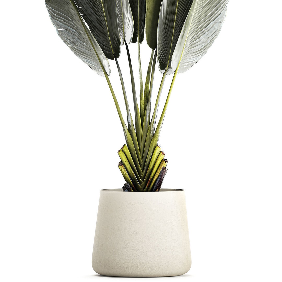 Strelitzia Ravenala Bush 3D Model – Stylish Pot Plant for Decor - View 13