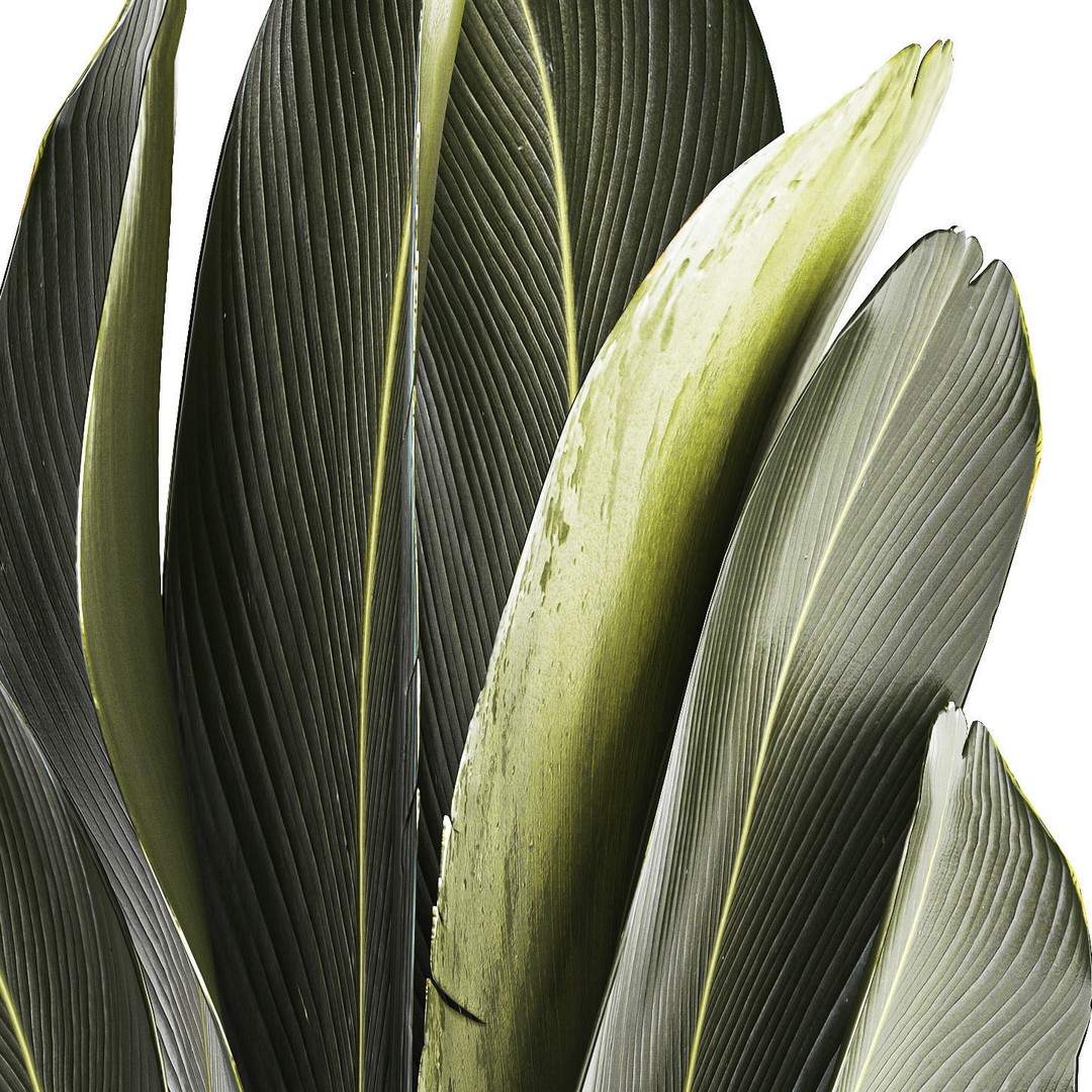 Strelitzia Ravenala Bush 3D Model – Stylish Pot Plant for Decor - View 14