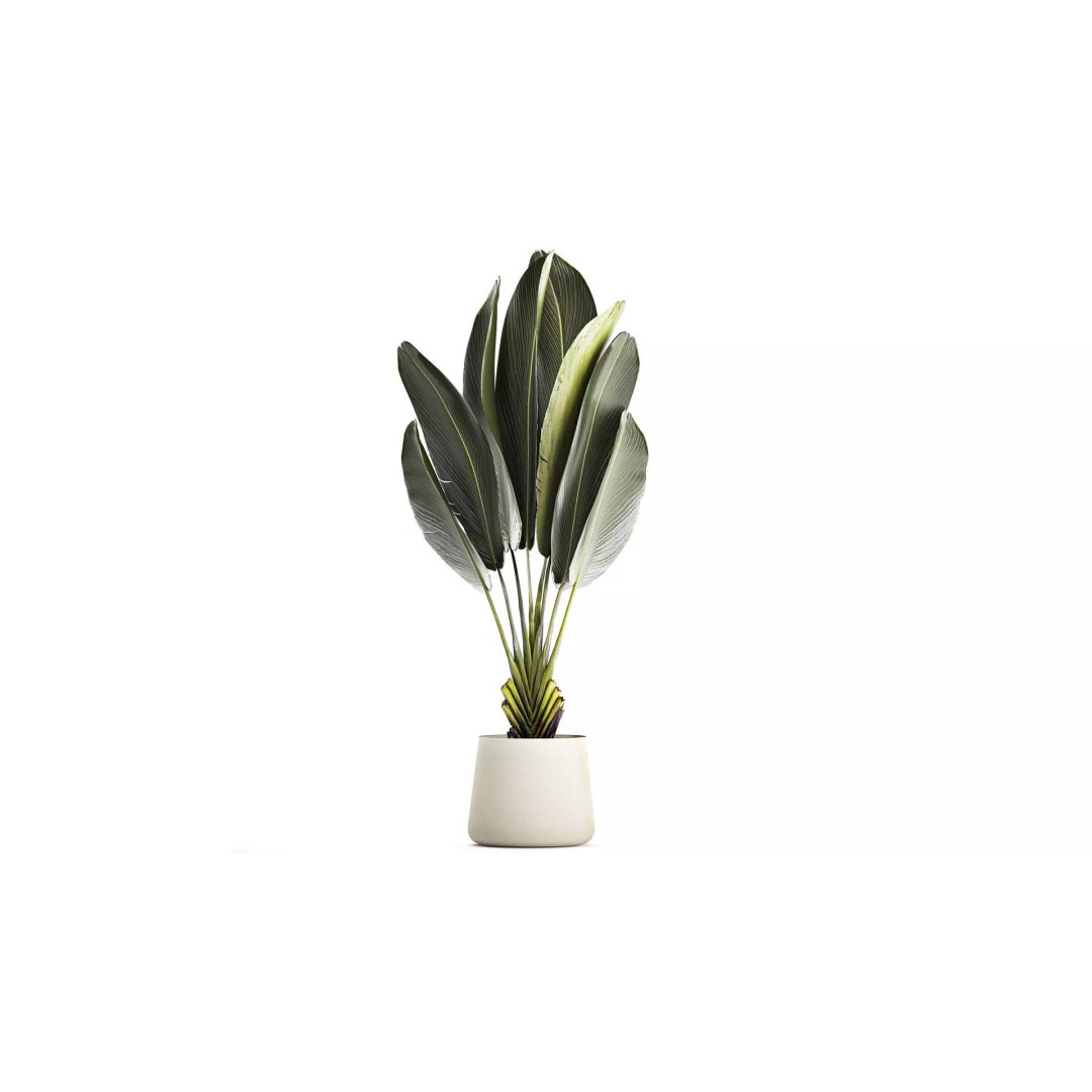 Strelitzia Ravenala Bush 3D Model – Stylish Pot Plant for Decor - View 2