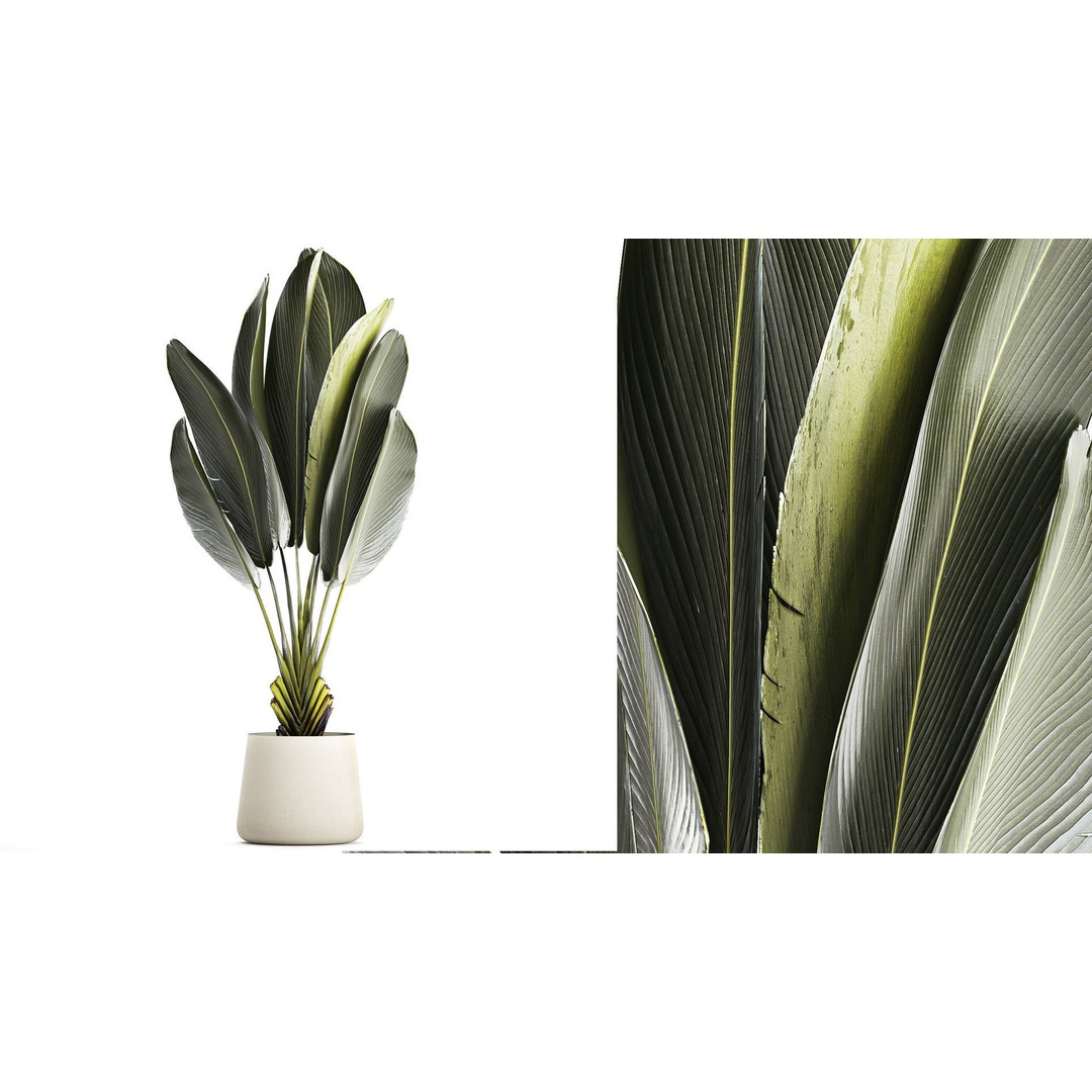 Strelitzia Ravenala Bush 3D Model – Stylish Pot Plant for Decor - View 3