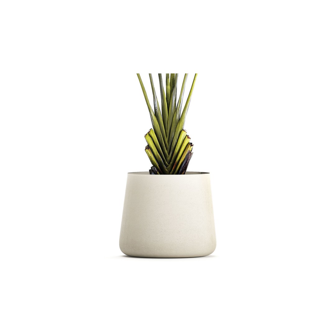 Strelitzia Ravenala Bush 3D Model – Stylish Pot Plant for Decor - View 5