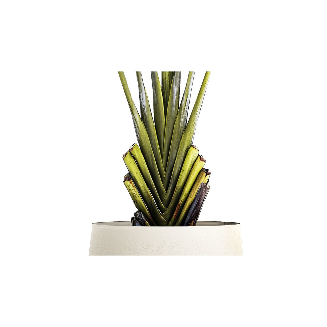 Strelitzia Ravenala Bush 3D Model – Stylish Pot Plant for Decor - View 6