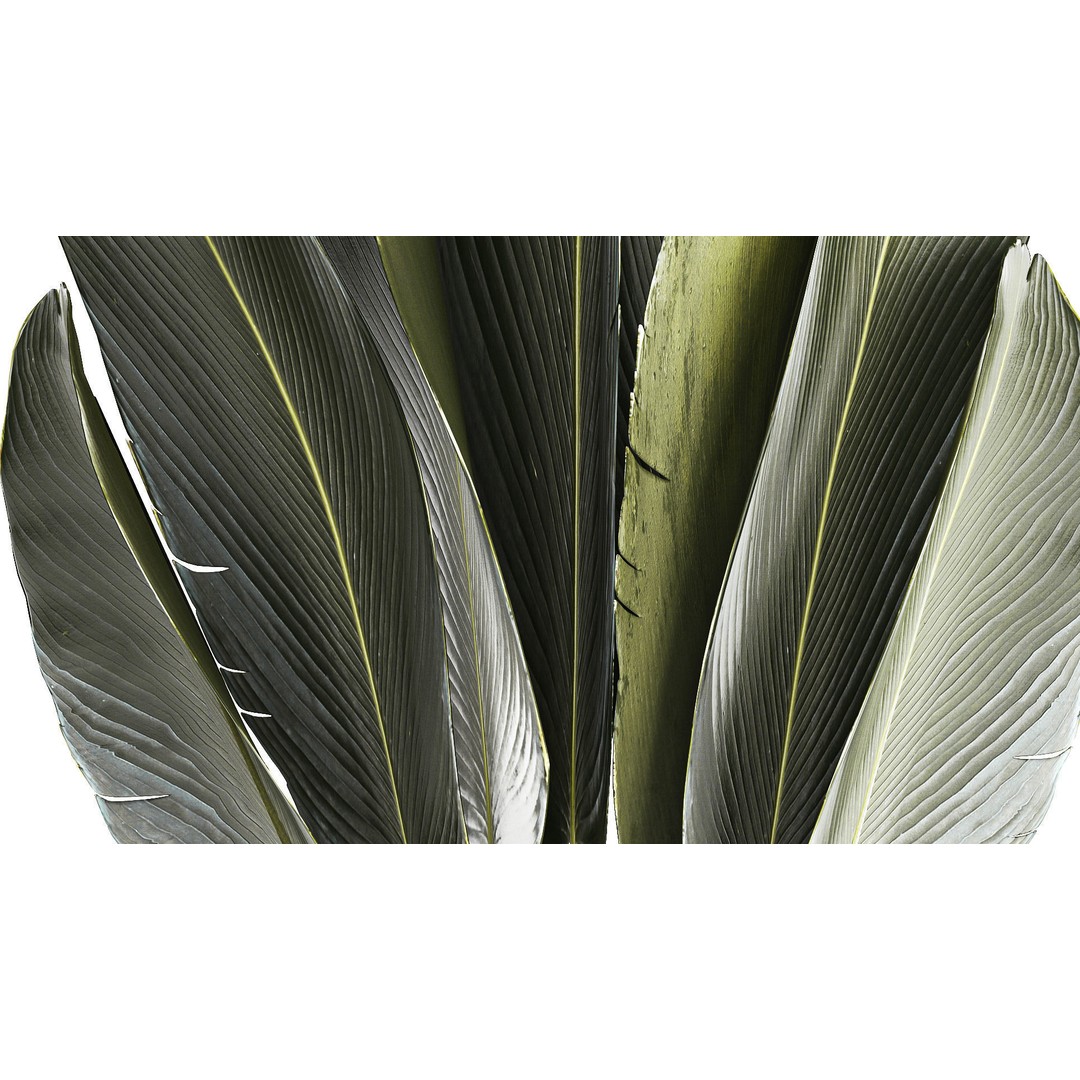 Strelitzia Ravenala Bush 3D Model – Stylish Pot Plant for Decor - View 7