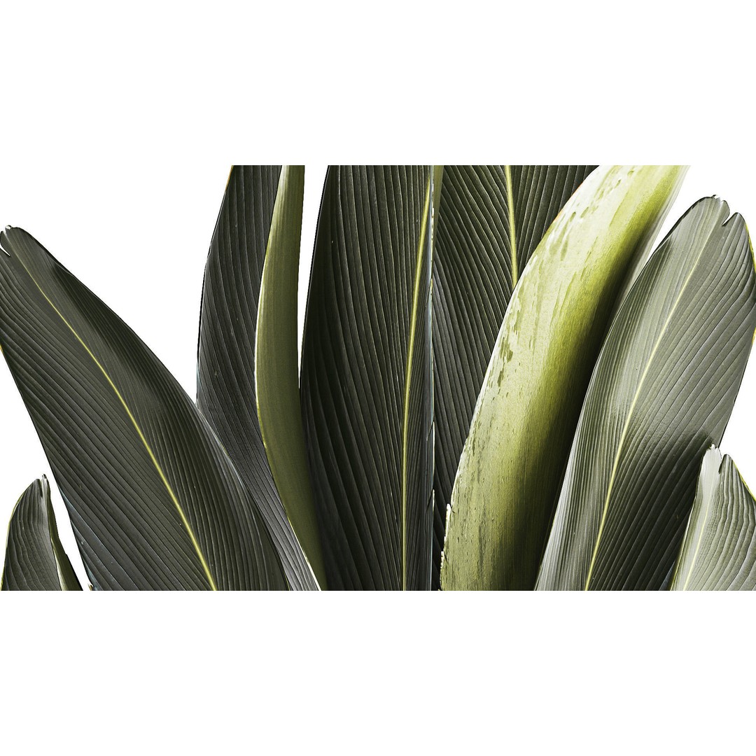 Strelitzia Ravenala Bush 3D Model – Stylish Pot Plant for Decor - View 8