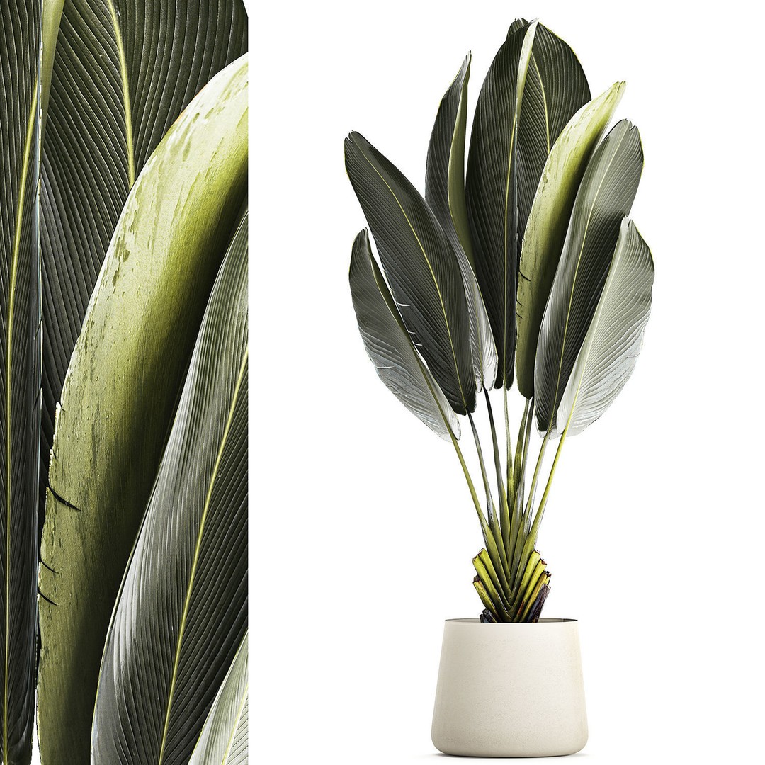 Strelitzia Ravenala Bush 3D Model – Stylish Pot Plant for Decor - View 9