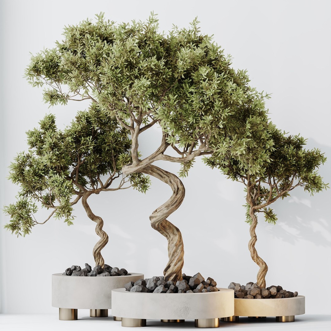 Microcarpa Bonsai 3D Model – Indoor Plant Set, PBR Textures, FBX - View 10