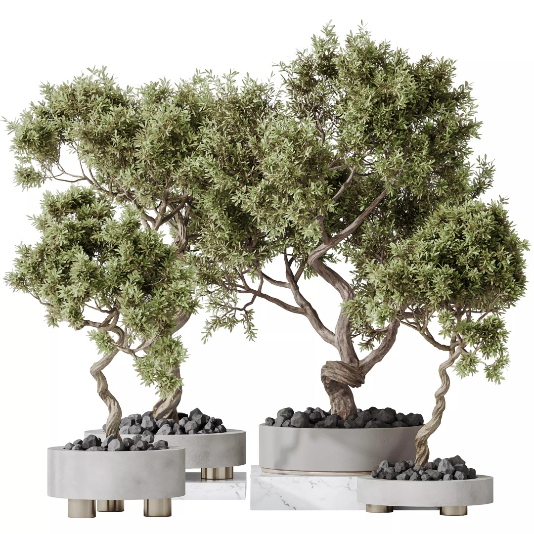 Microcarpa Bonsai 3D Model – Indoor Plant Set, PBR Textures, FBX - View 2