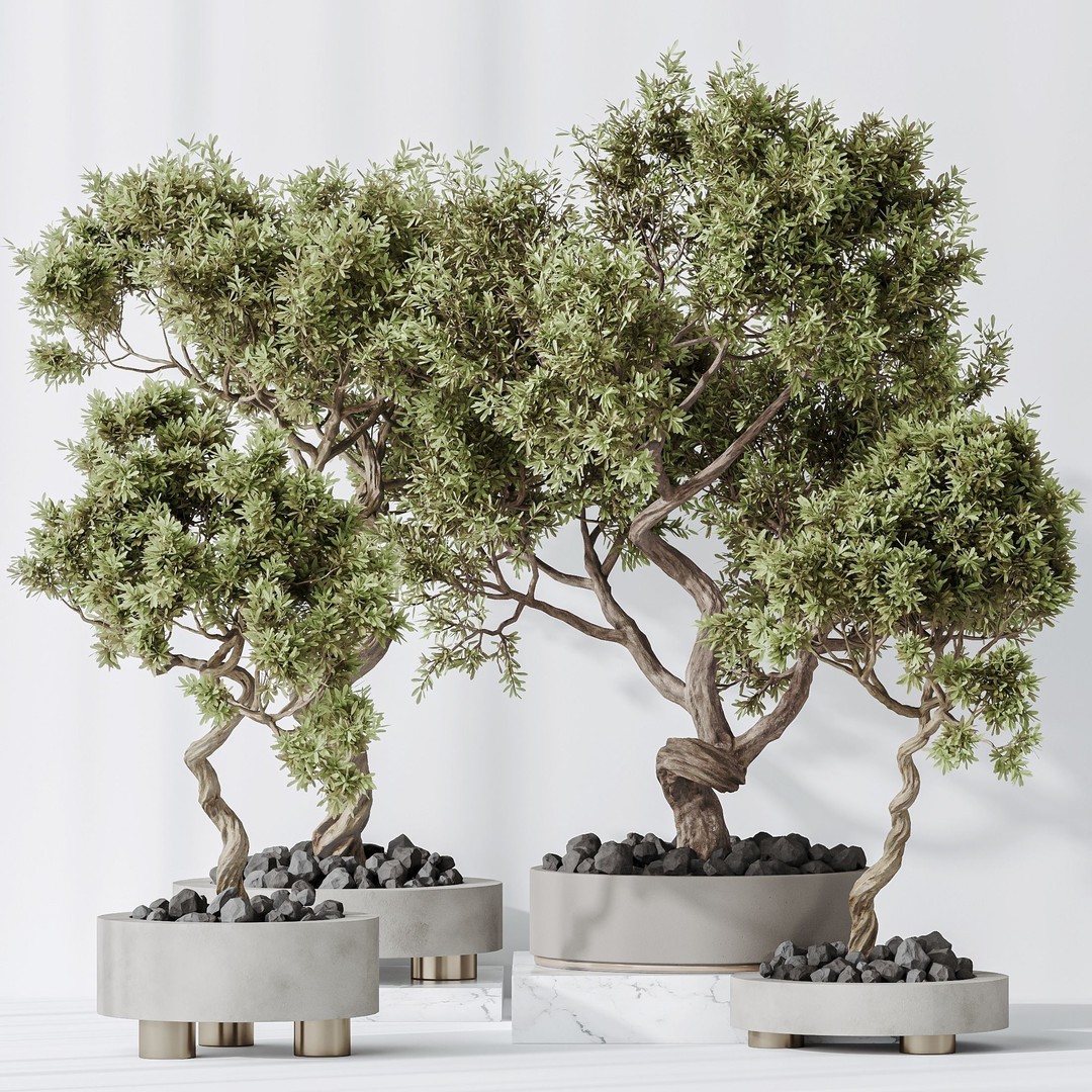 Microcarpa Bonsai 3D Model – Indoor Plant Set, PBR Textures, FBX - View 3