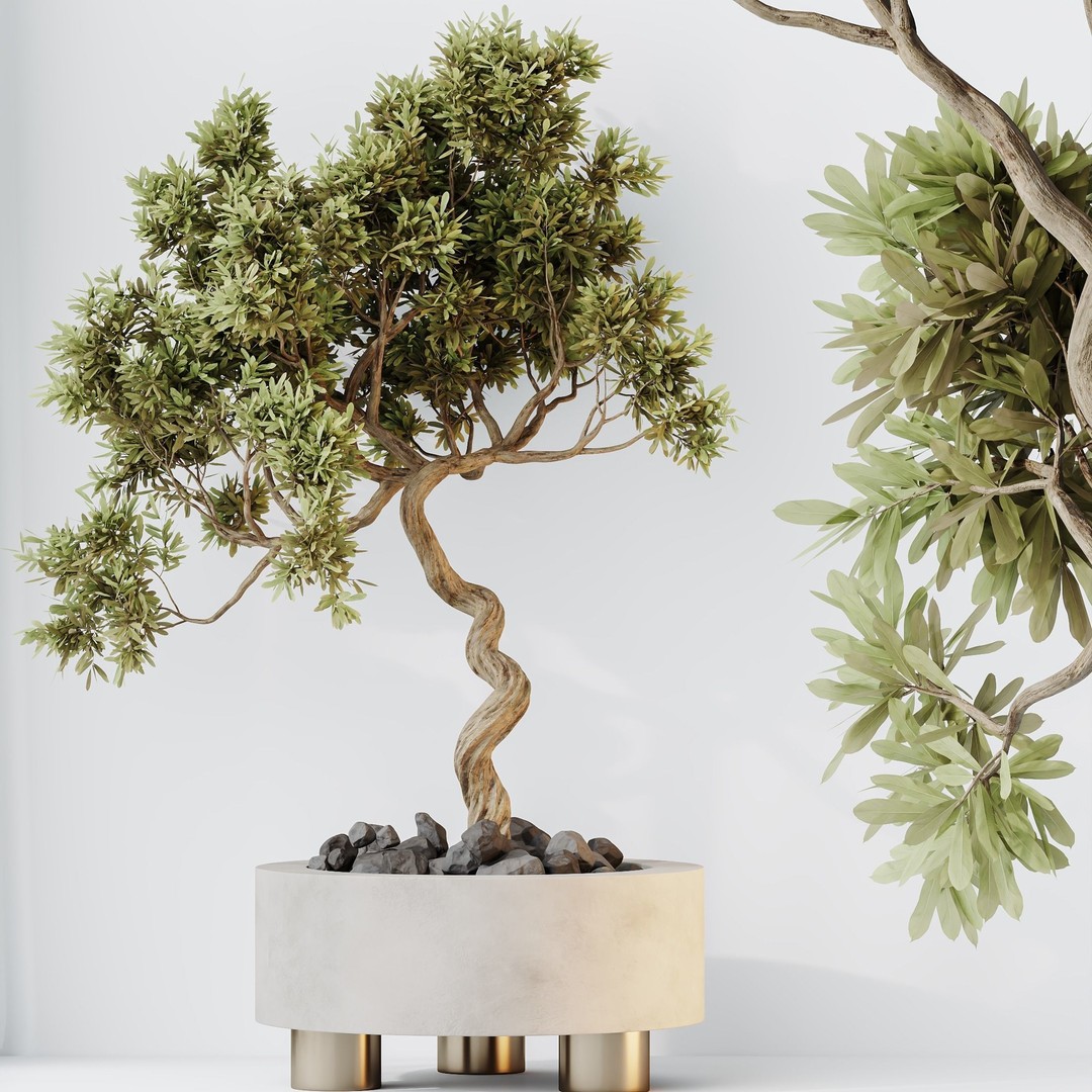 Microcarpa Bonsai 3D Model – Indoor Plant Set, PBR Textures, FBX - View 5