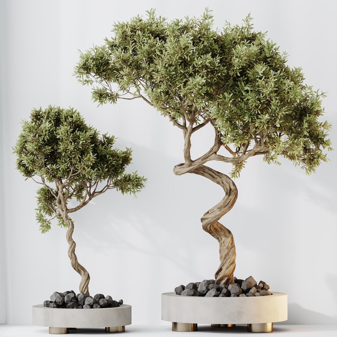 Microcarpa Bonsai 3D Model – Indoor Plant Set, PBR Textures, FBX - View 7