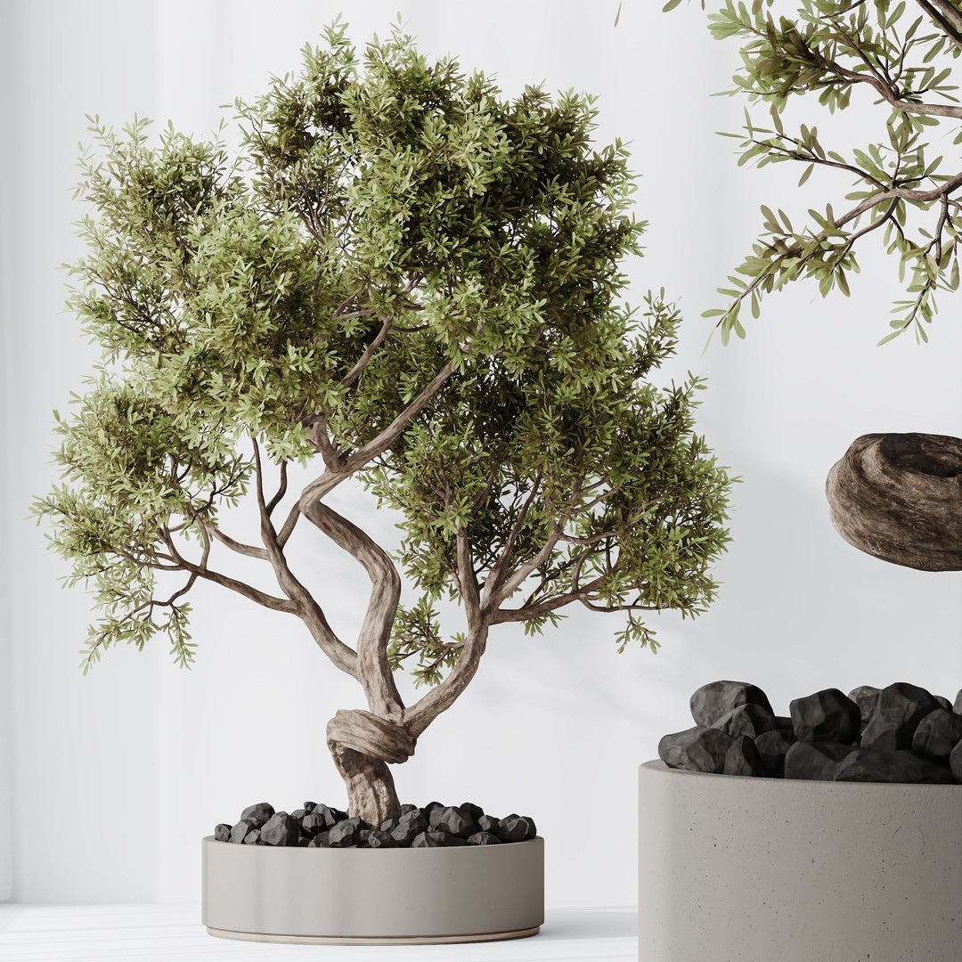 Microcarpa Bonsai 3D Model – Indoor Plant Set, PBR Textures, FBX - View 9