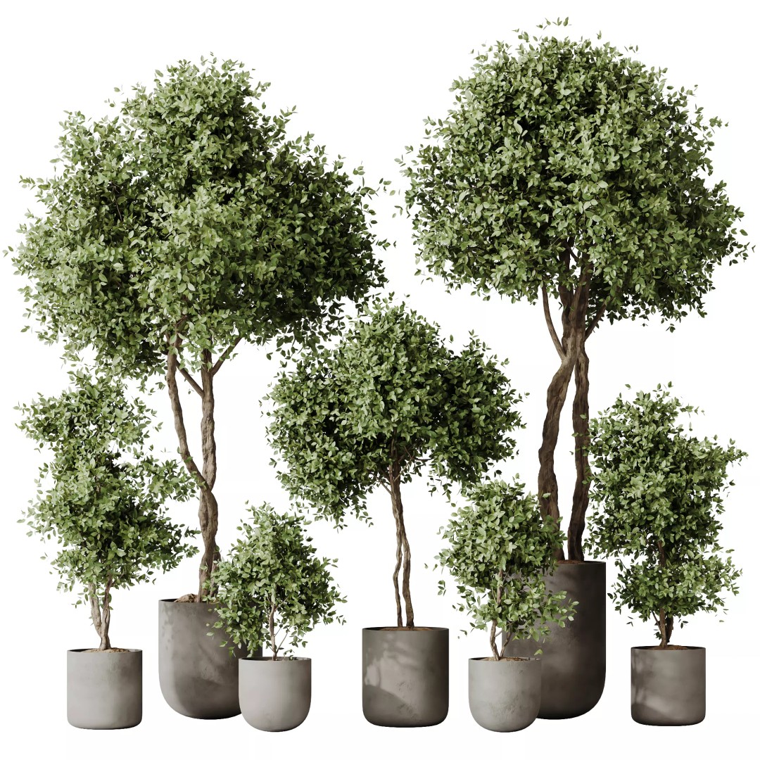 Kalamata Olive Trees 3D Model – PBR Game-Ready Assets, FBX, OBJ - View 2