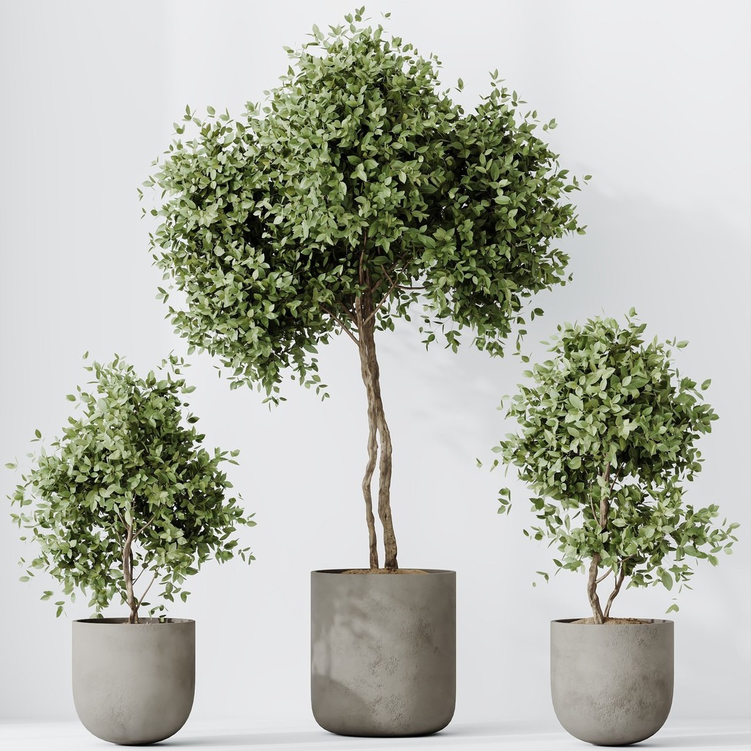 Kalamata Olive Trees 3D Model – PBR Game-Ready Assets, FBX, OBJ - View 3