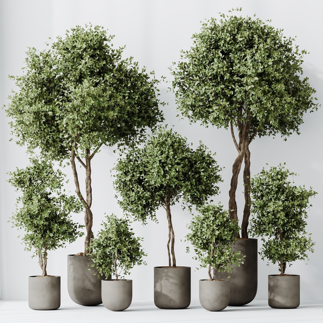 Kalamata Olive Trees 3D Model – PBR Game-Ready Assets, FBX, OBJ - View 5