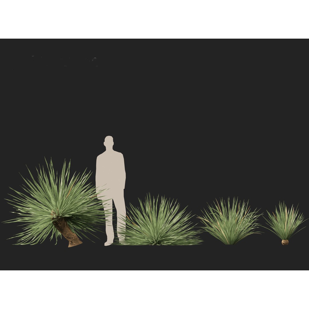 Dasylirion Wheeleri 3D Model – Low Poly Plant Asset, FBX, PBR