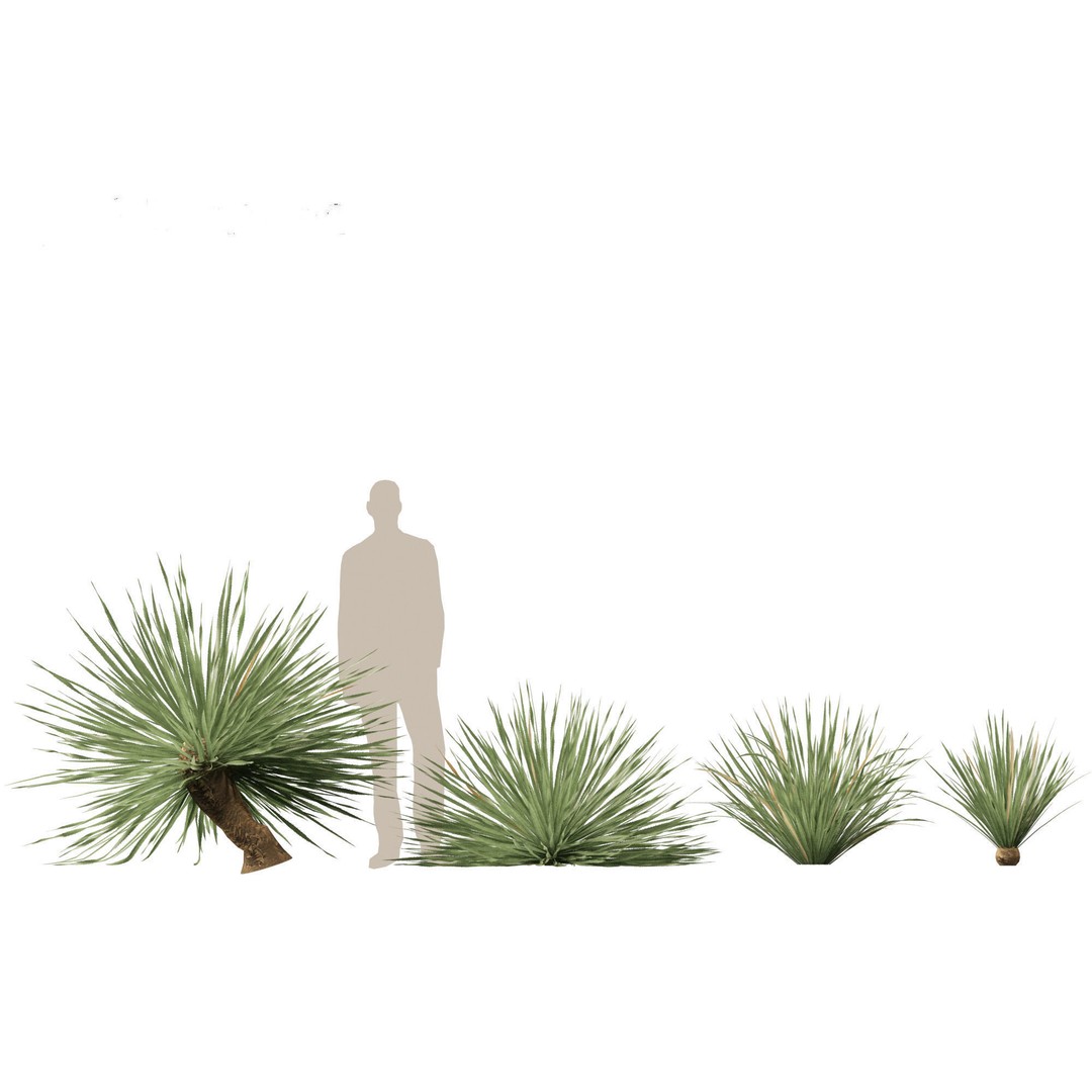 Dasylirion Wheeleri 3D Model – Low Poly Plant Asset, FBX, PBR - View 10