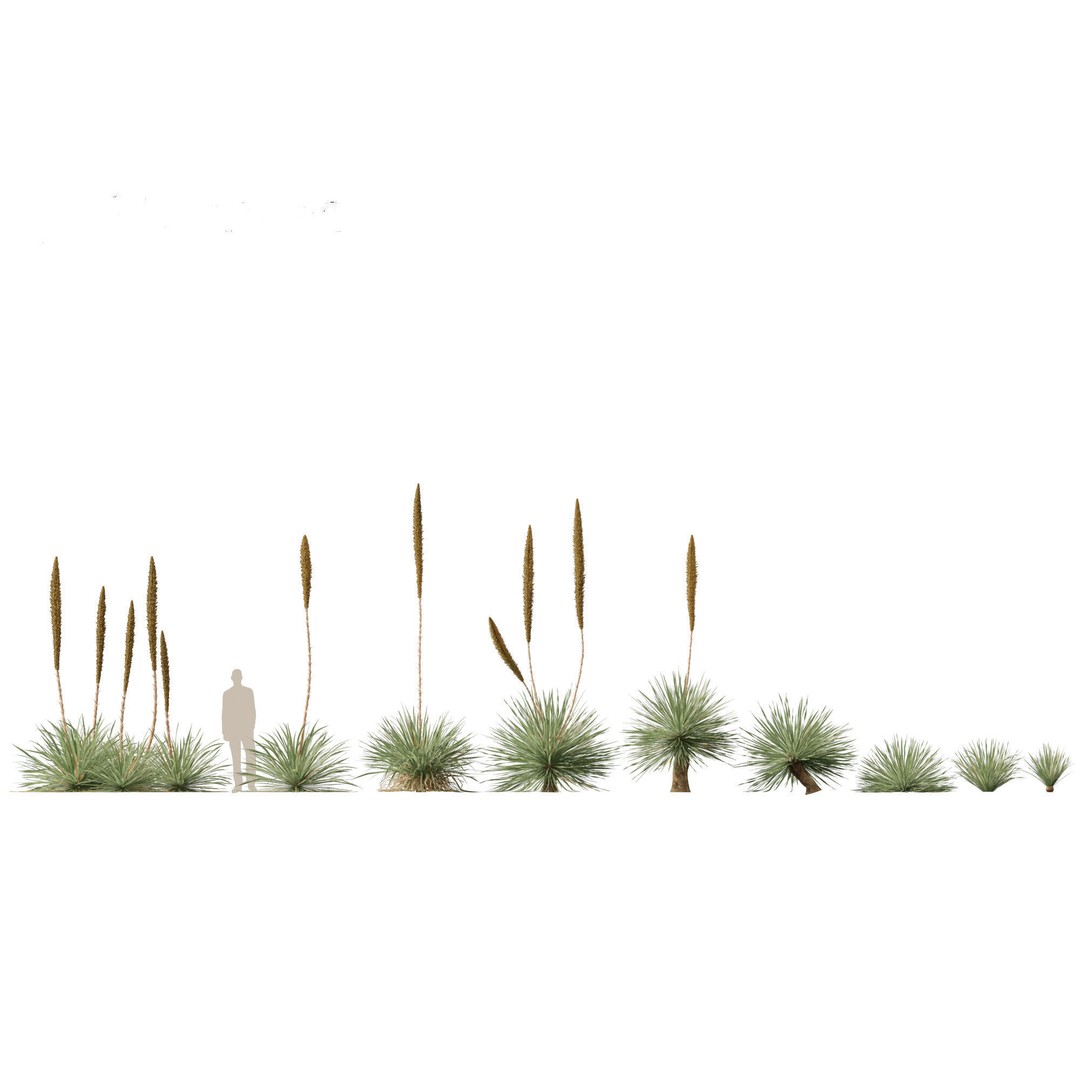 Dasylirion Wheeleri 3D Model – Low Poly Plant Asset, FBX, PBR - View 3