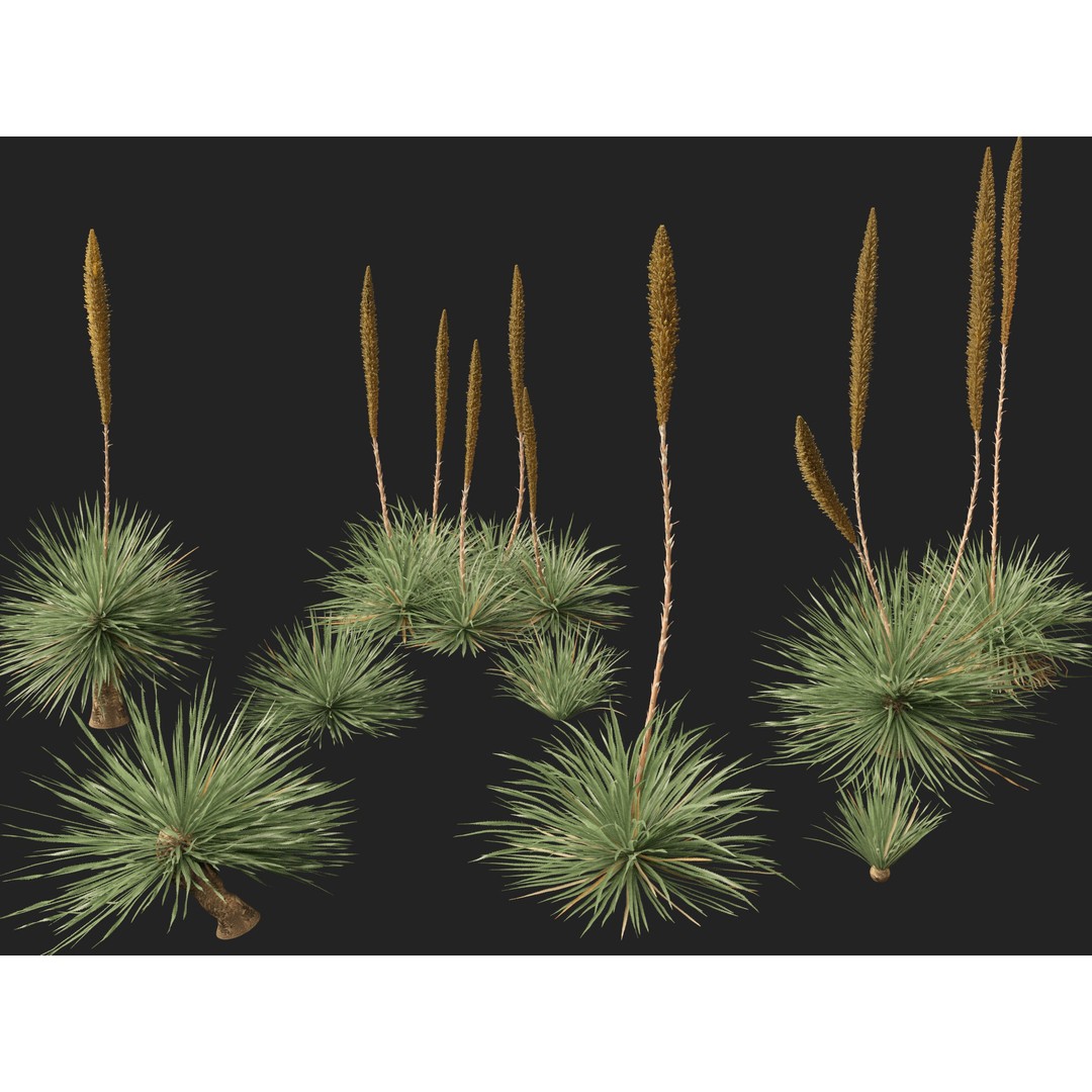 Dasylirion Wheeleri 3D Model – Low Poly Plant Asset, FBX, PBR - View 4