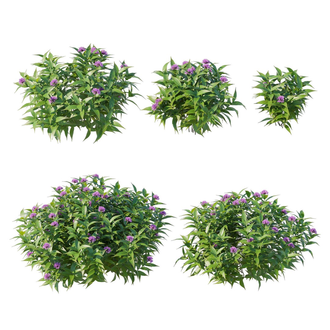 Pentas Lanceolata Bush 3D Model – High Poly PBR Asset, FBX, Corona