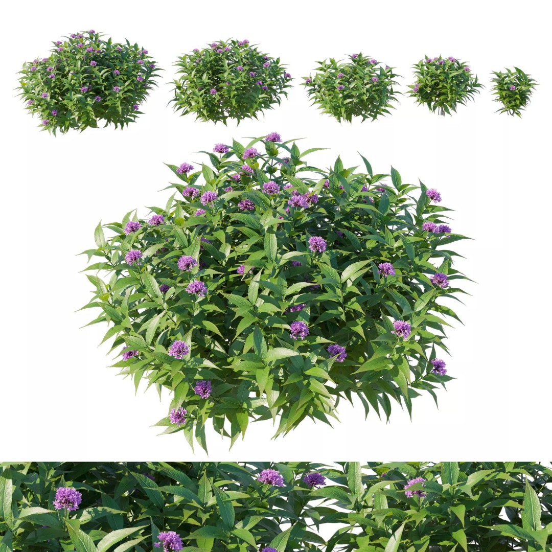 Pentas Lanceolata Bush 3D Model – High Poly PBR Asset, FBX, Corona - View 2