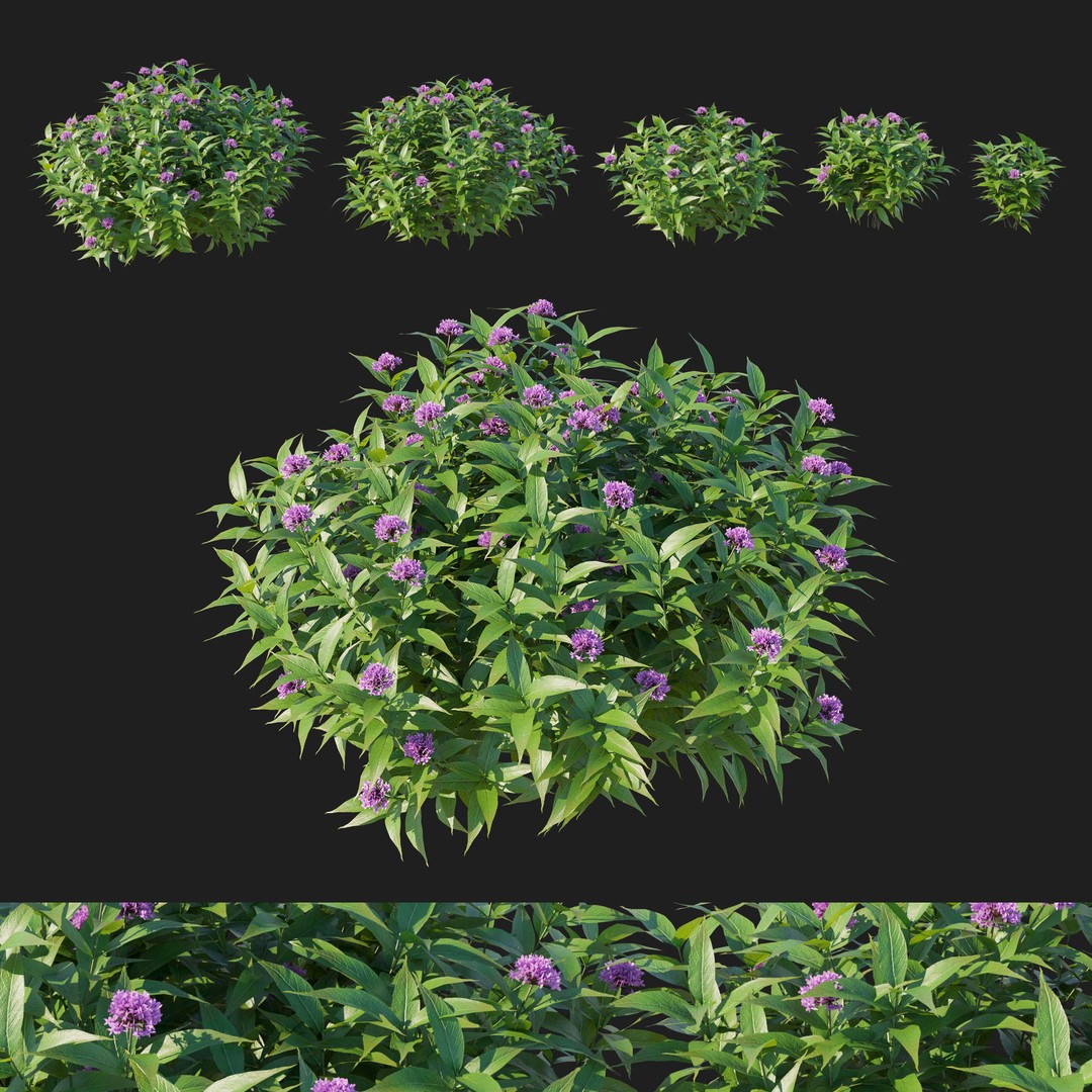 Pentas Lanceolata Bush 3D Model – High Poly PBR Asset, FBX, Corona - View 3