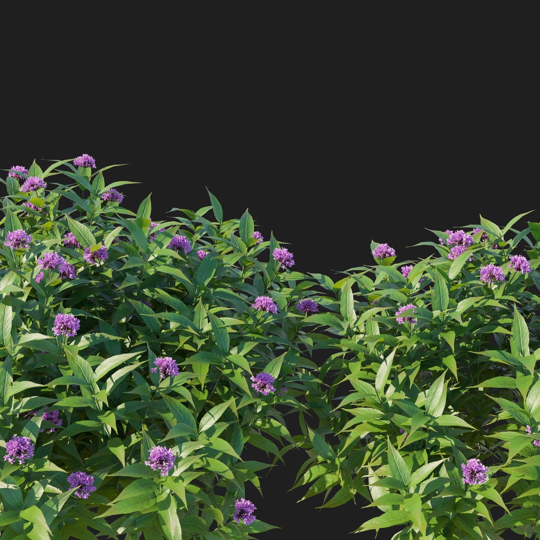 Pentas Lanceolata Bush 3D Model – High Poly PBR Asset, FBX, Corona - View 4