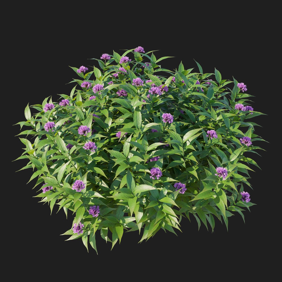 Pentas Lanceolata Bush 3D Model – High Poly PBR Asset, FBX, Corona - View 5