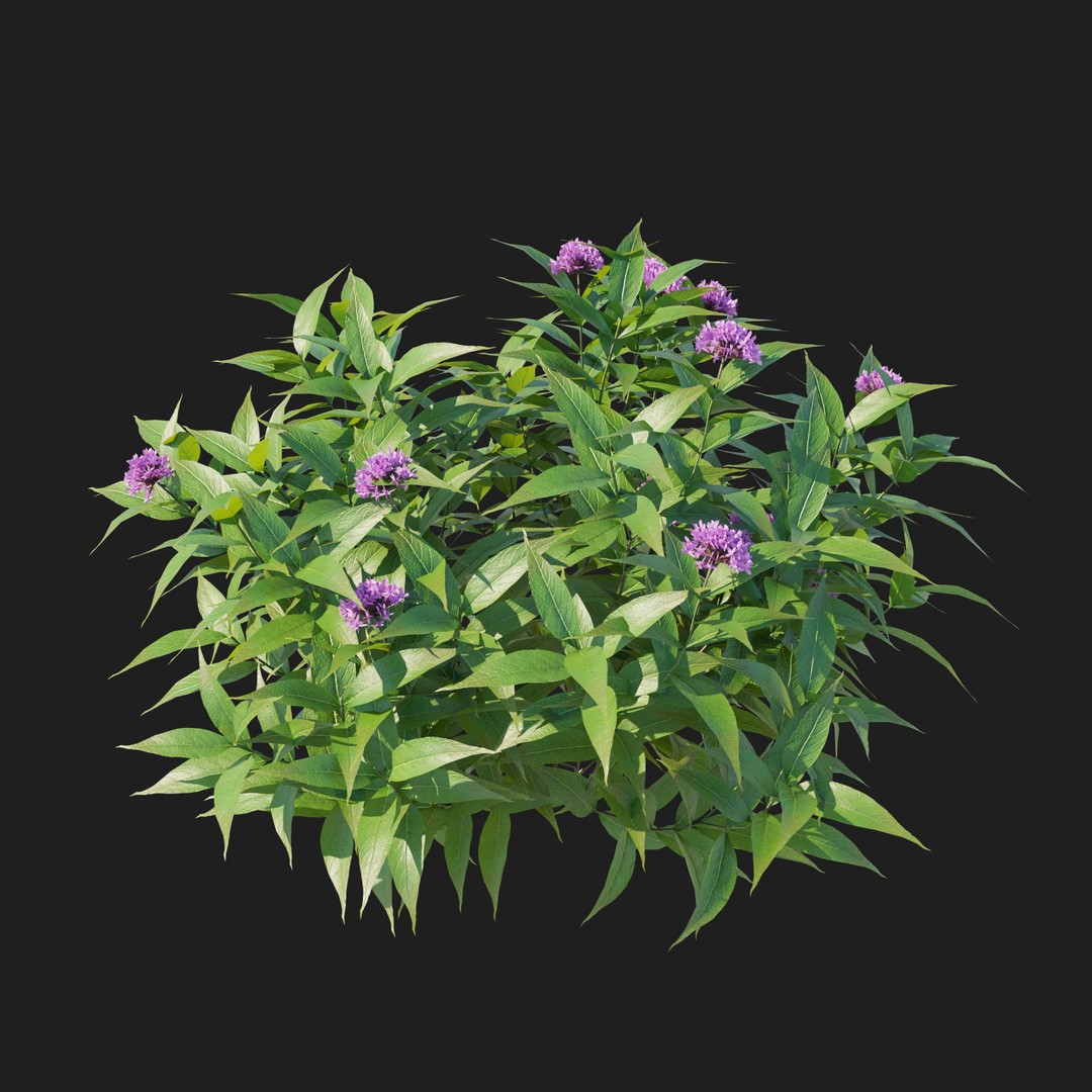 Pentas Lanceolata Bush 3D Model – High Poly PBR Asset, FBX, Corona - View 6