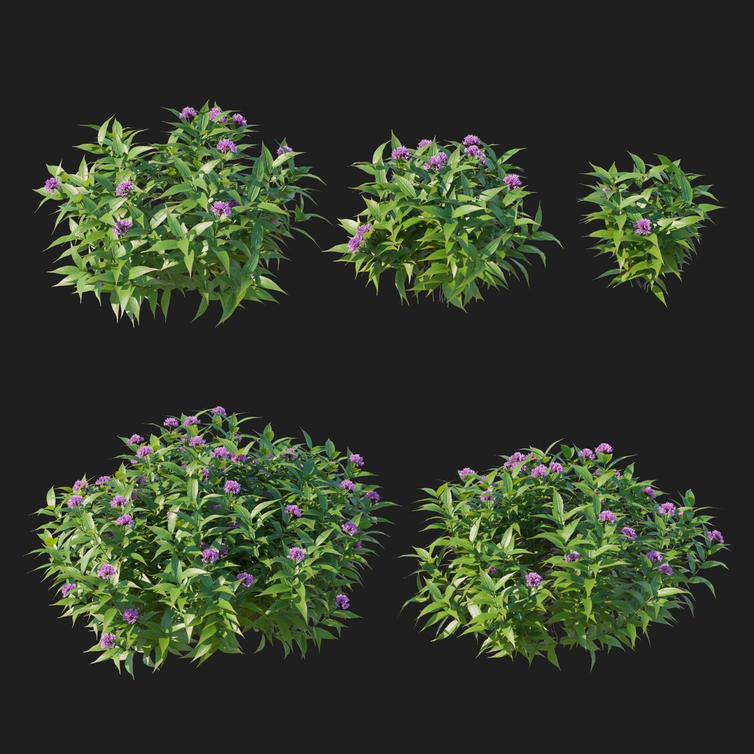 Pentas Lanceolata Bush 3D Model – High Poly PBR Asset, FBX, Corona - View 7