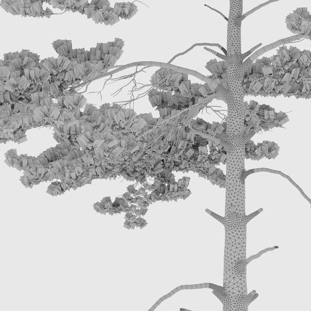 Pinus Sylvestris 3D Model – High Poly Tree Asset, FBX, PBR