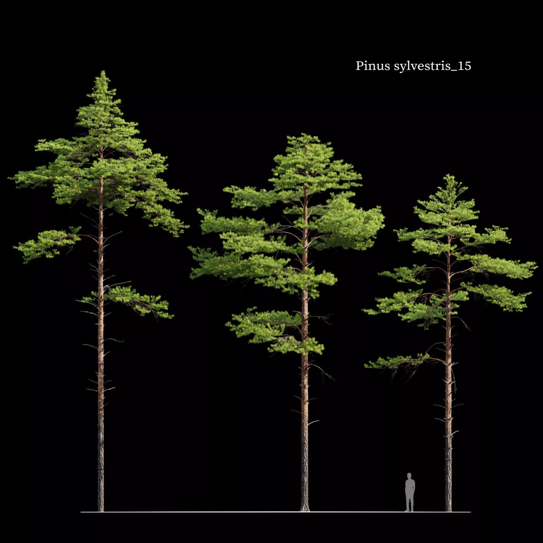Pinus Sylvestris 3D Model – High Poly Tree Asset, FBX, PBR - View 2