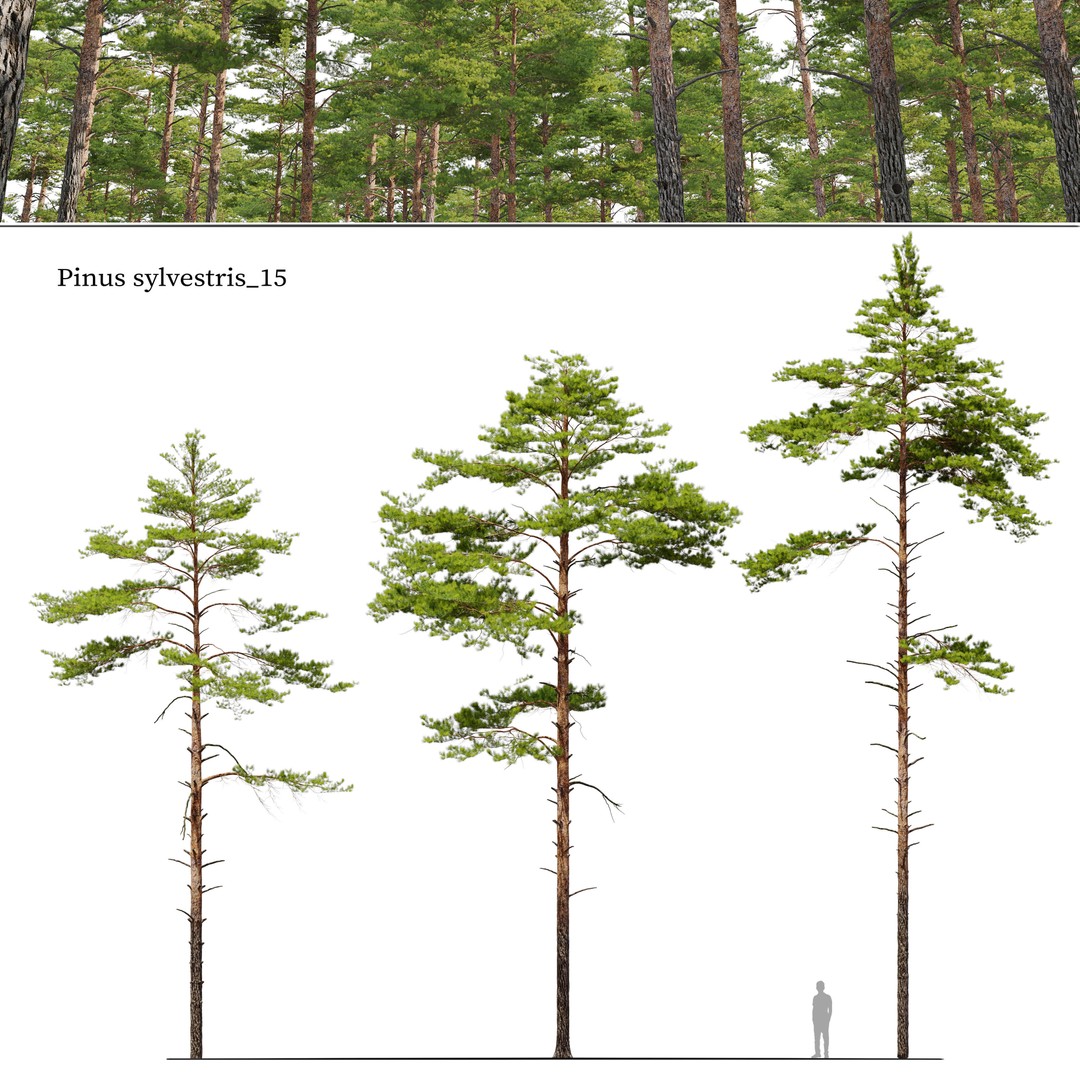 Pinus Sylvestris 3D Model – High Poly Tree Asset, FBX, PBR - View 3