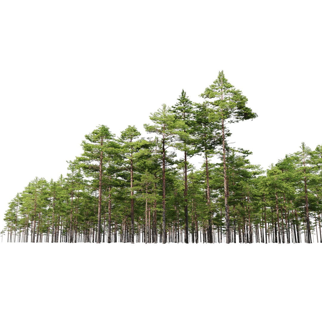 Pinus Sylvestris 3D Model – High Poly Tree Asset, FBX, PBR - View 5