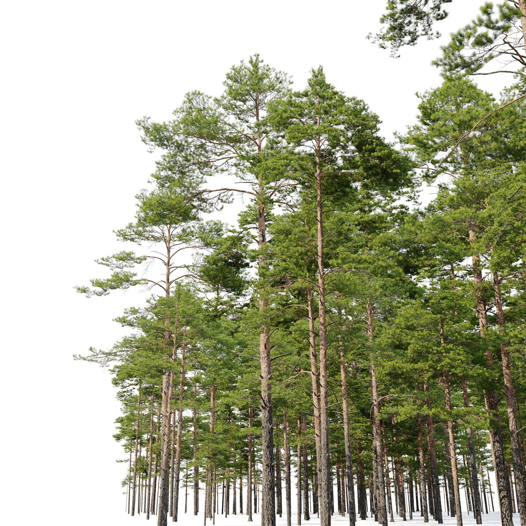 Pinus Sylvestris 3D Model – High Poly Tree Asset, FBX, PBR - View 6