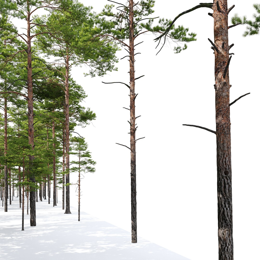 Pinus Sylvestris 3D Model – High Poly Tree Asset, FBX, PBR - View 7