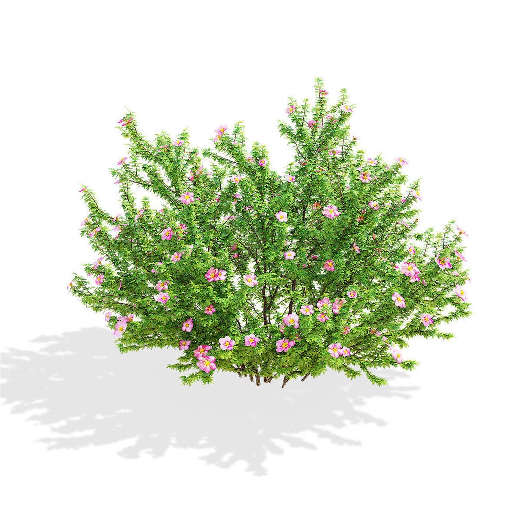 Potentilla Fruticosa Pink Beauty 3D Model – High Poly Game Asset, FBX