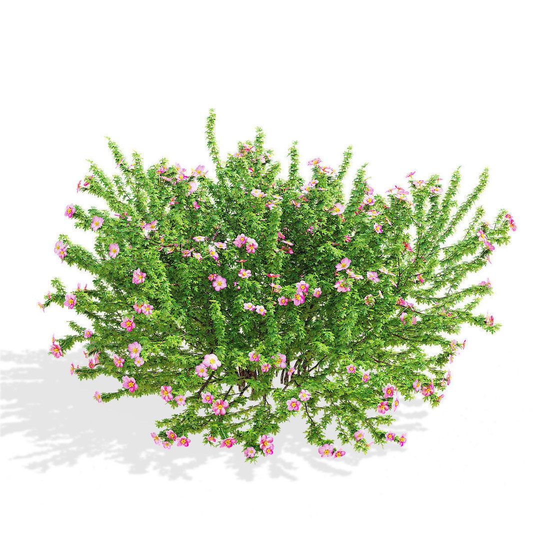 Potentilla Fruticosa Pink Beauty 3D Model – High Poly Game Asset, FBX - View 10