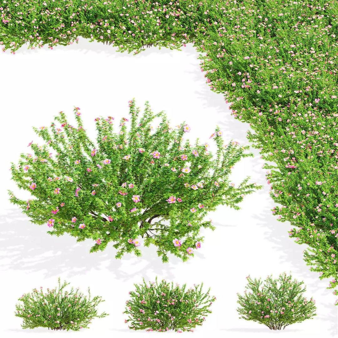 Potentilla Fruticosa Pink Beauty 3D Model – High Poly Game Asset, FBX - View 2