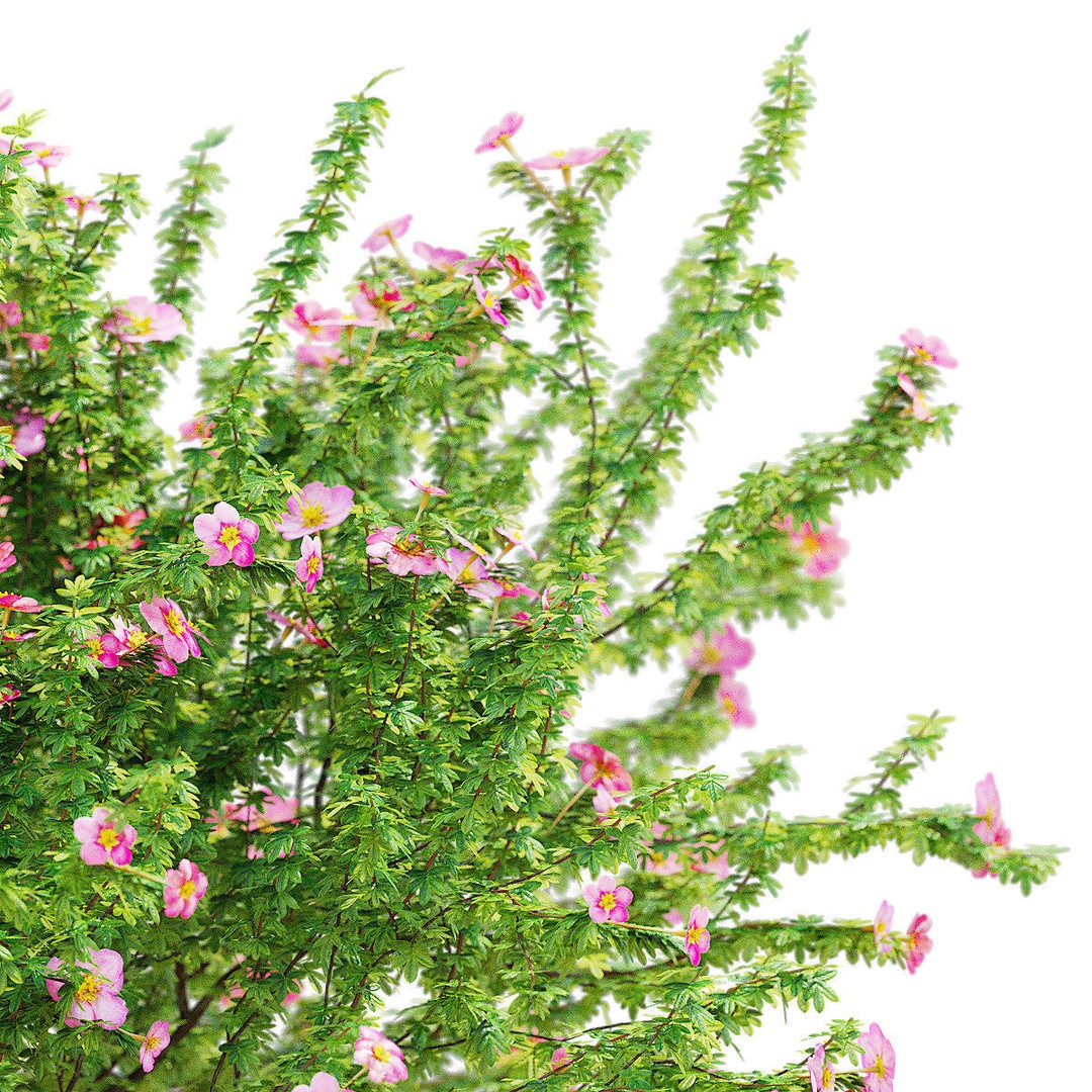 Potentilla Fruticosa Pink Beauty 3D Model – High Poly Game Asset, FBX - View 3
