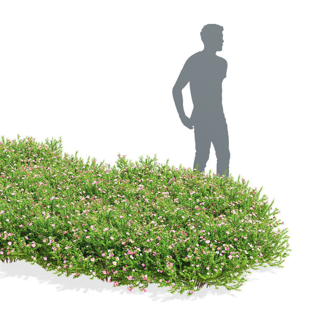 Potentilla Fruticosa Pink Beauty 3D Model – High Poly Game Asset, FBX - View 4