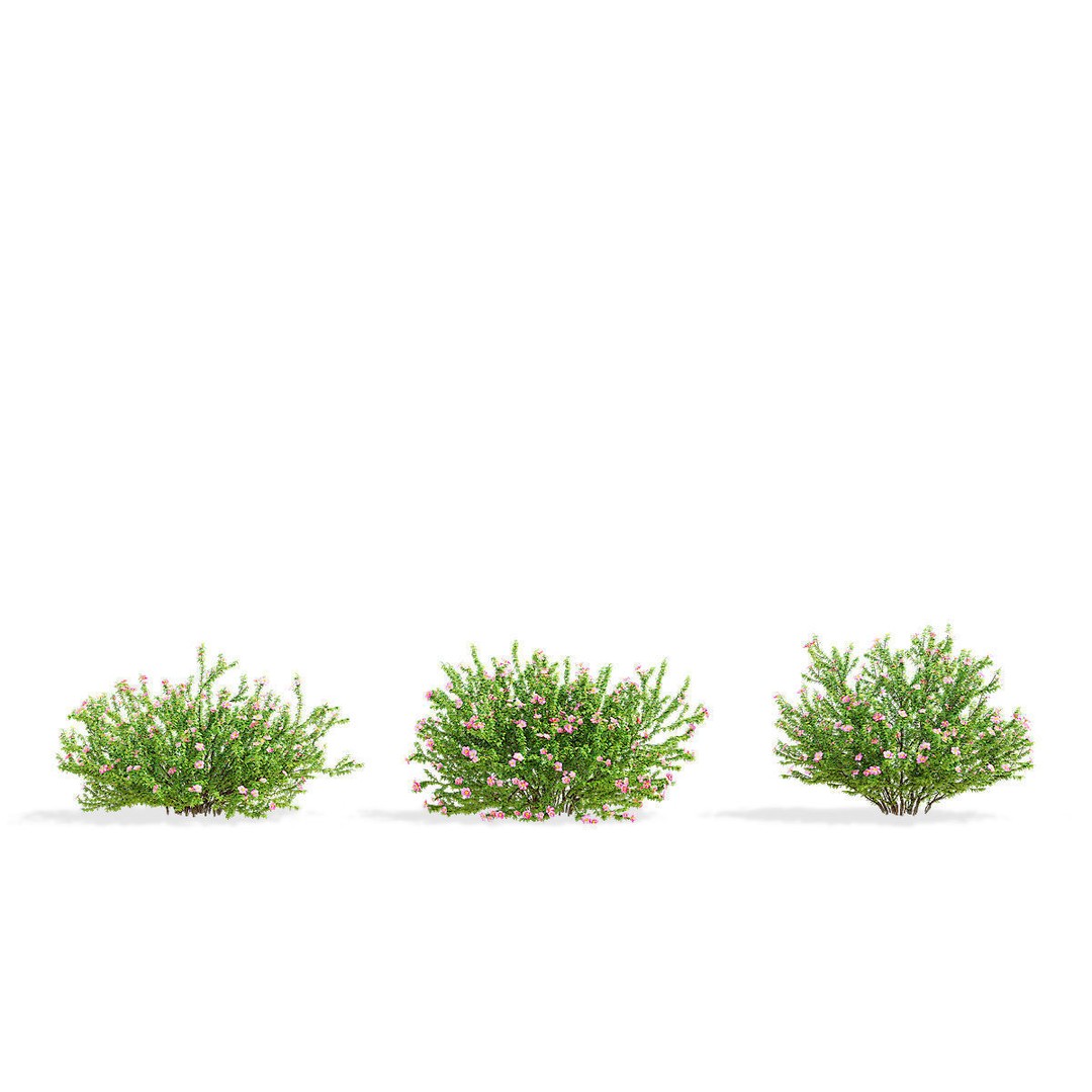 Potentilla Fruticosa Pink Beauty 3D Model – High Poly Game Asset, FBX - View 6