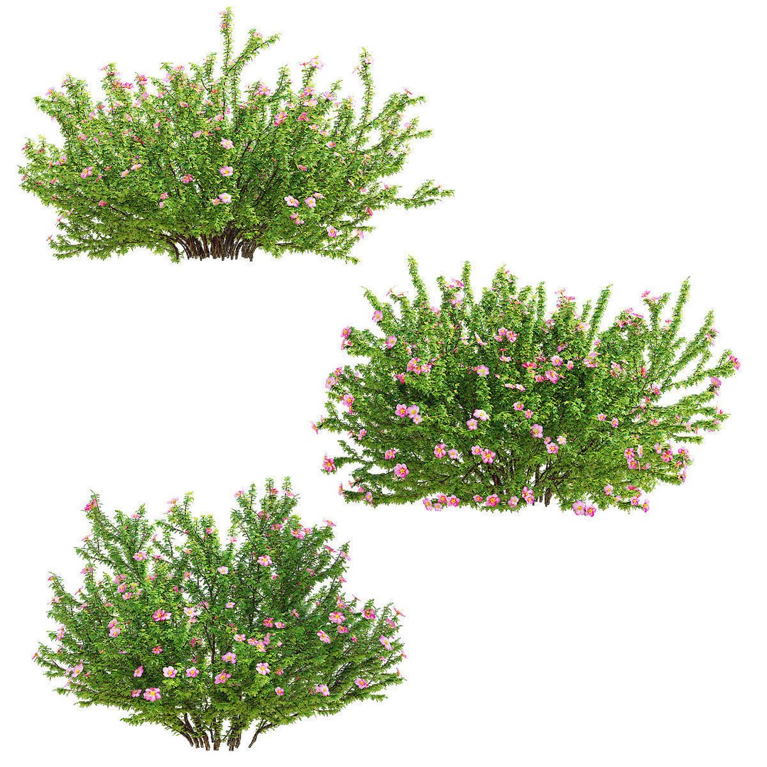 Potentilla Fruticosa Pink Beauty 3D Model – High Poly Game Asset, FBX - View 8