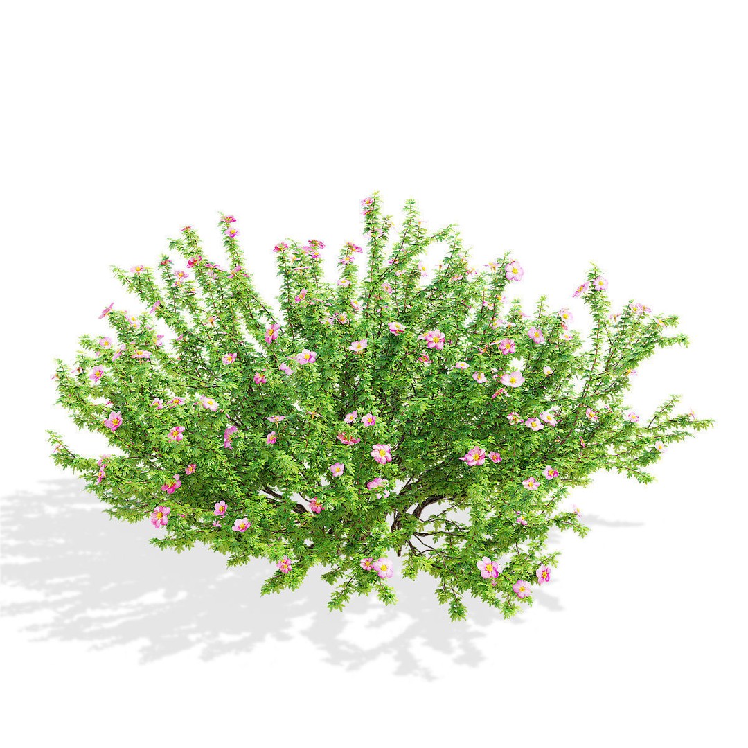 Potentilla Fruticosa Pink Beauty 3D Model – High Poly Game Asset, FBX - View 9