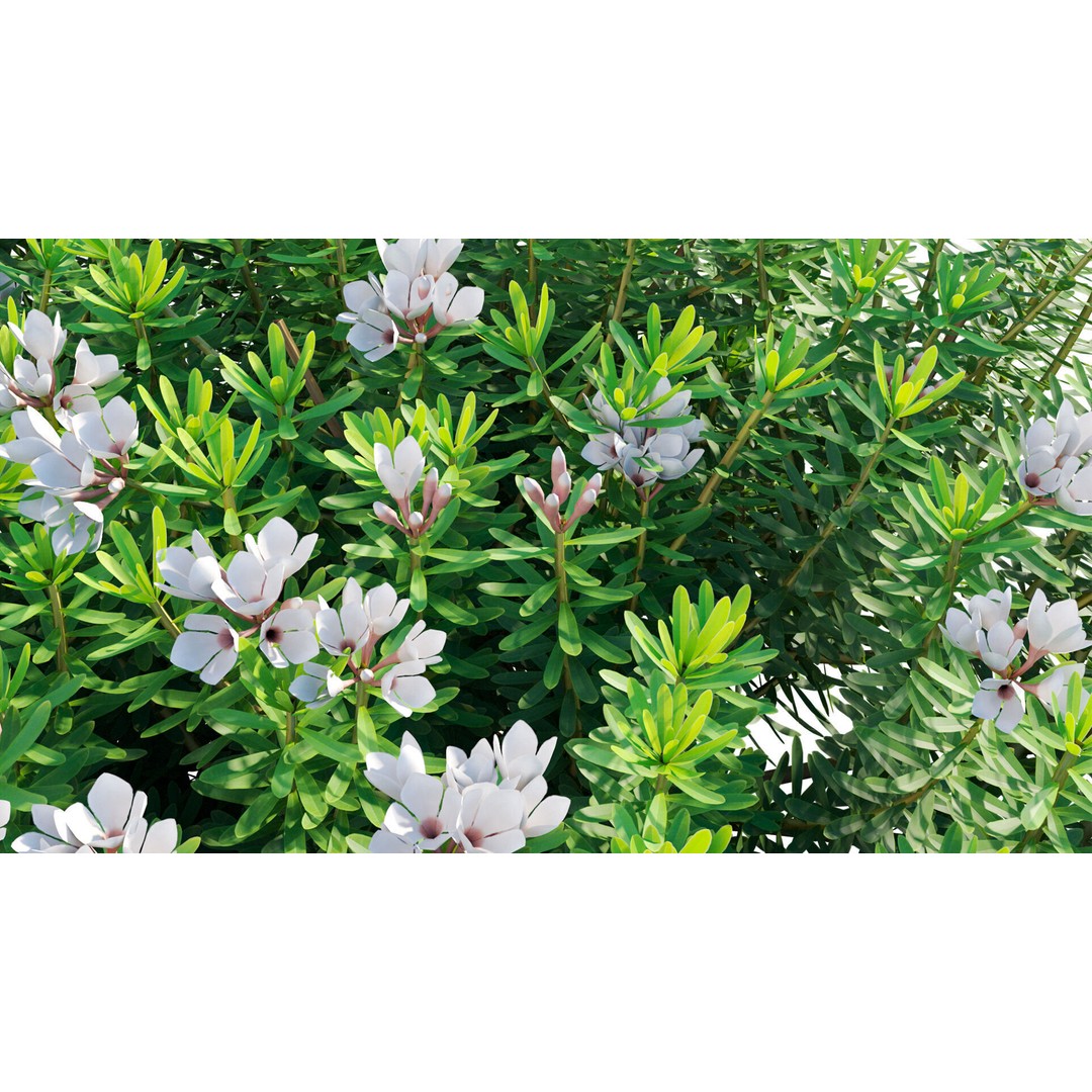 Daphne 3D Model – PBR Plant Bush with Vray/Corona Materials