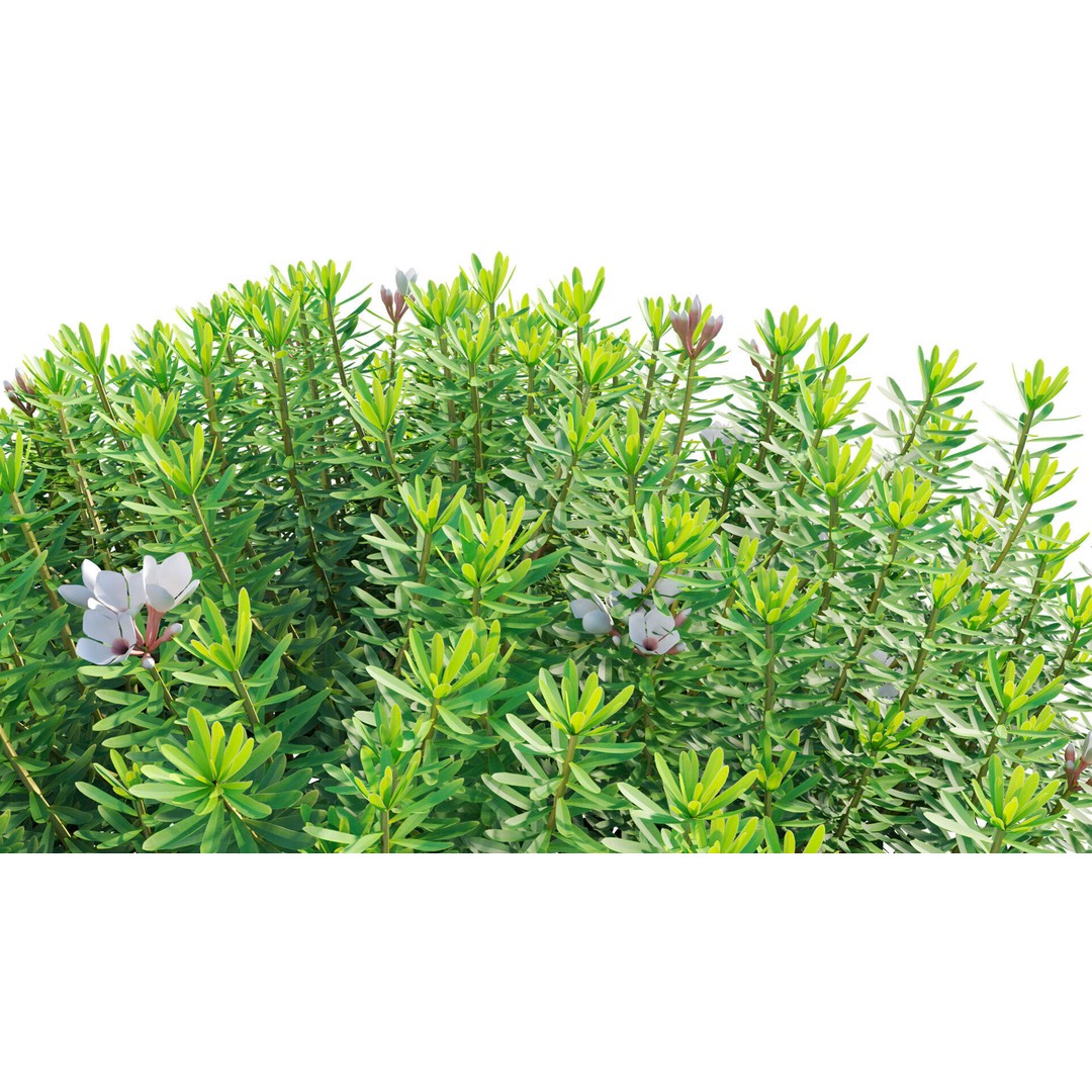 Daphne 3D Model – PBR Plant Bush with Vray/Corona Materials - View 10