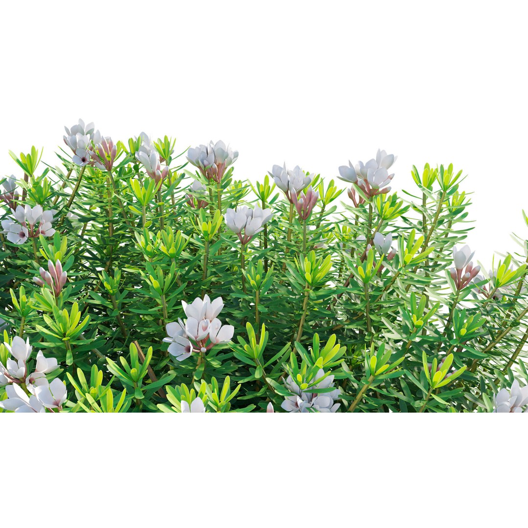 Daphne 3D Model – PBR Plant Bush with Vray/Corona Materials - View 11